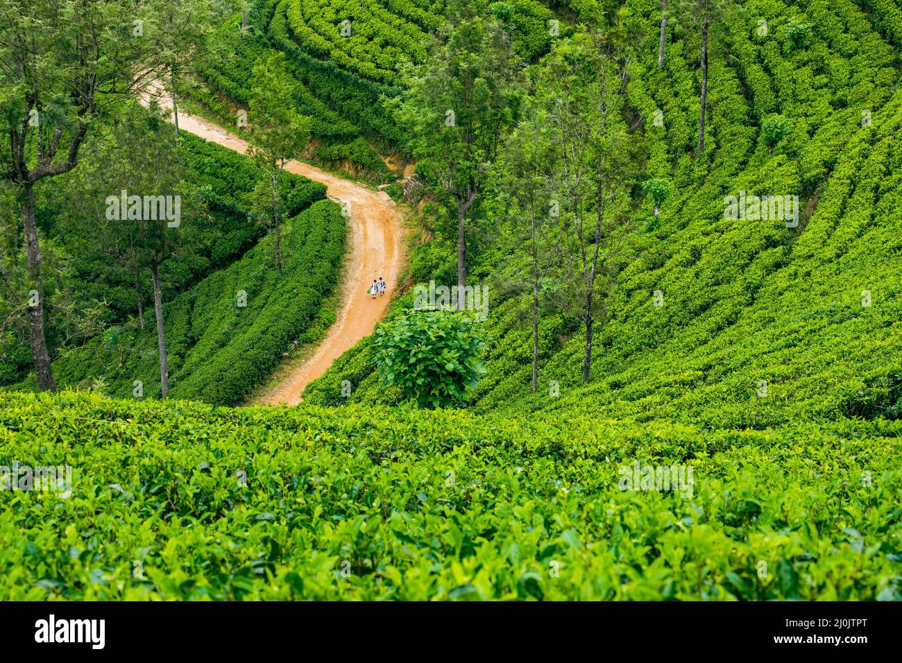 Sri Lanka Tea Plantation. Haputale, Sri Lanka. - Stock Image