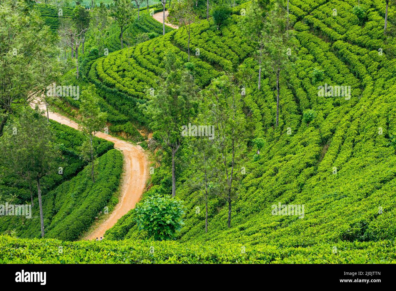 Sri Lanka Tea Plantation. Haputale, Sri