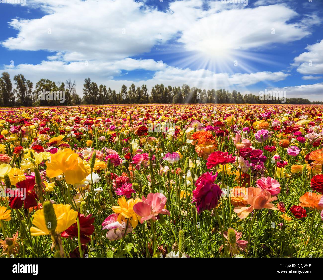 The flower carpet of multicolor buttercups Stock Photo