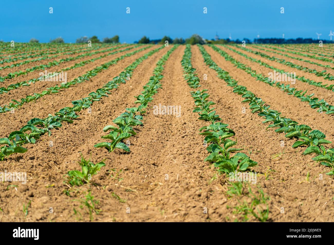 Field of beautiful cauliflowers in Brittany. France. Farming organic green cabbage lettuce on a