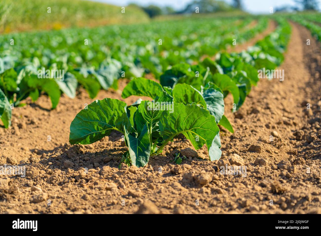 Field of beautiful cauliflowers in Brittany. France. Farming organic green cabbage lettuce on a vegetable plot in the French Bre Stock Photo