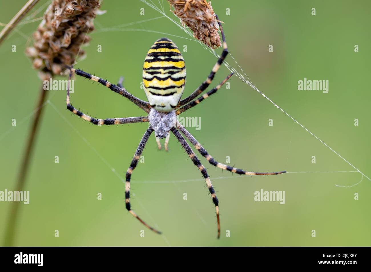 Argiope bruennichi (wasp spider) on web Stock Photo