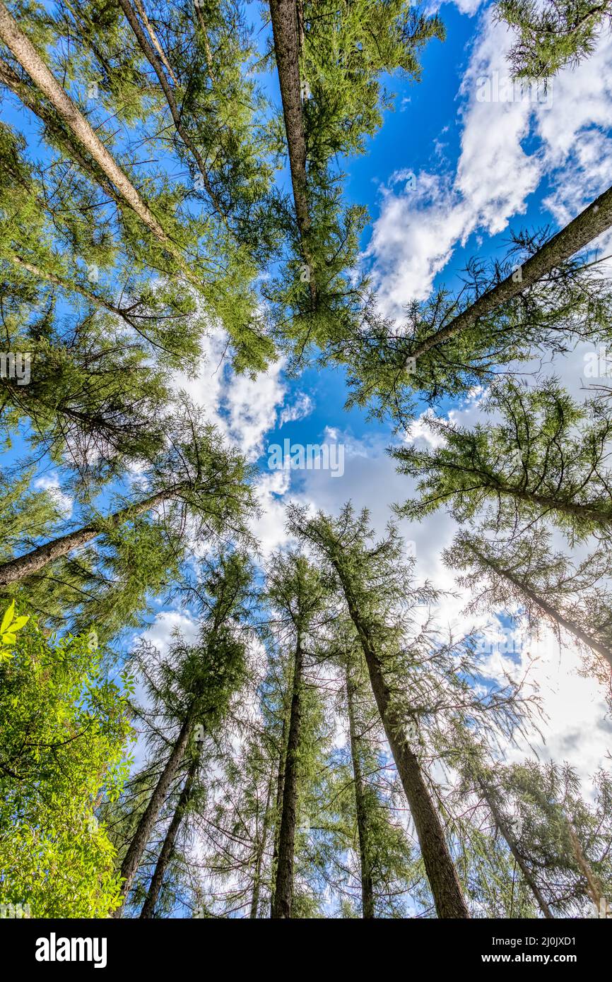 Tall pine tree tops against blue sky and white clouds Stock Photo