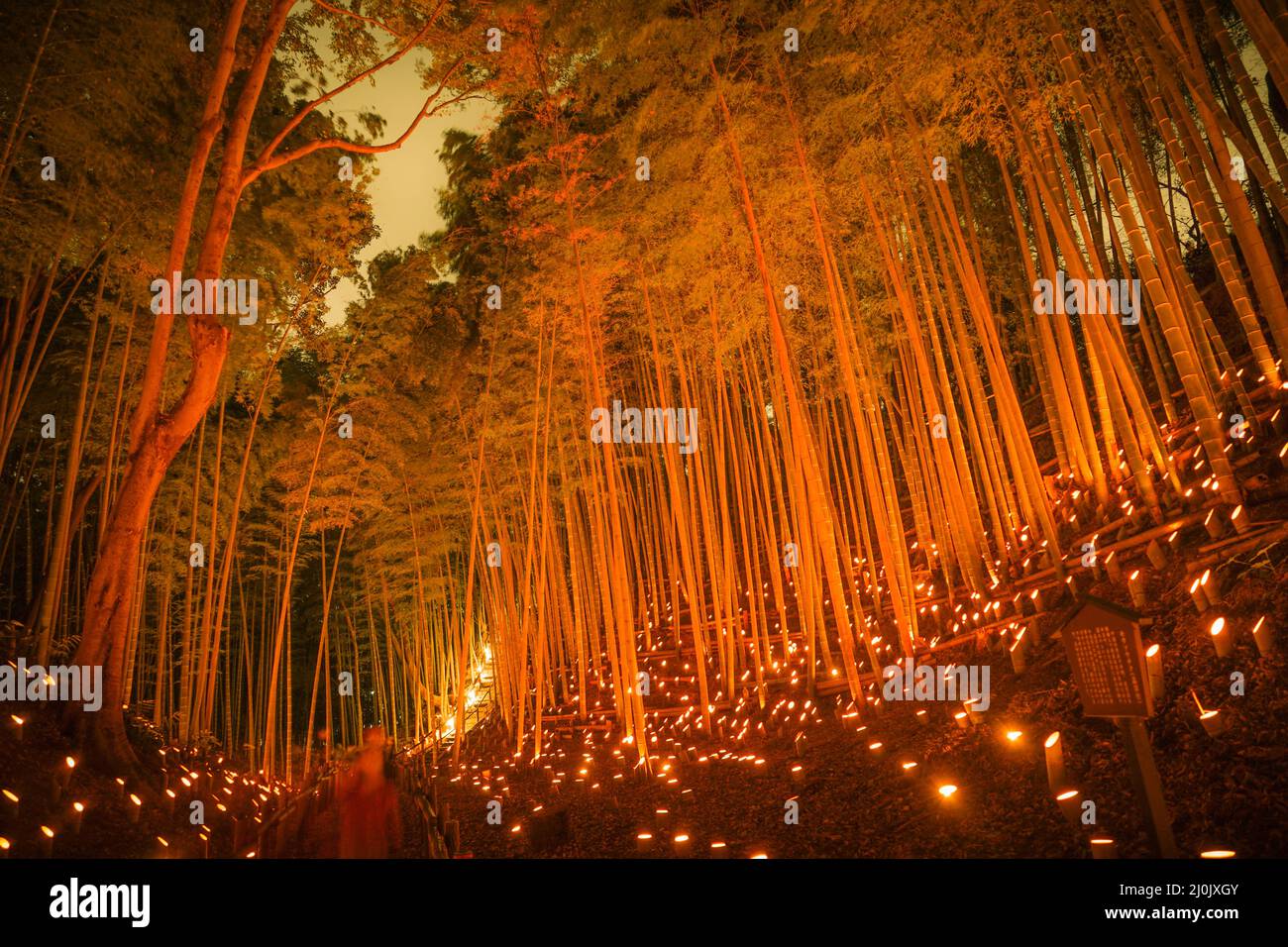 Bamboo forest light up the (small desk Castle forest of citizen) Stock Photo