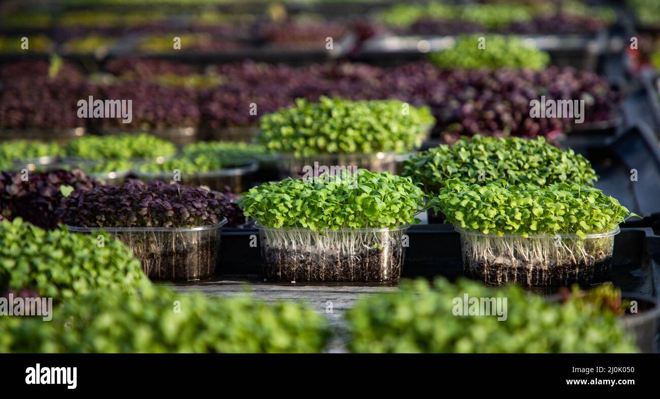 microgreens growing organic bio gardening Stock Photo - Alamy