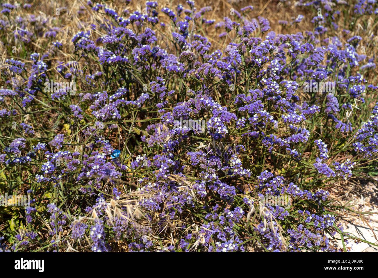 Limonium sinuatum winged mediterranean sea lavender growing wild in Cyprus seashore. Wonderful coastline in Paphos, Cyprus with Stock Photo