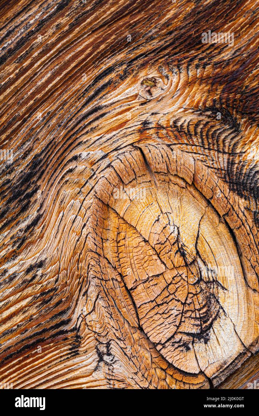 Macro detail of a knot in a weathered strip of Cedar siding at the Britannia Ship Yard in Steveston British Columbia Canada Stock Photo