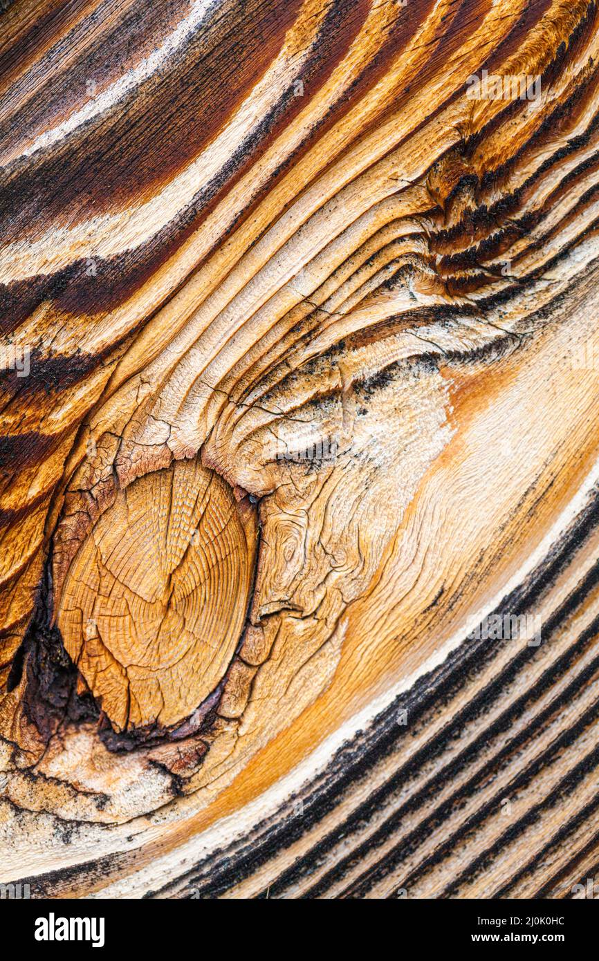 Macro detail of a knot in a weathered strip of Cedar siding at the Britannia Ship Yard in Steveston British Columbia Canada Stock Photo
