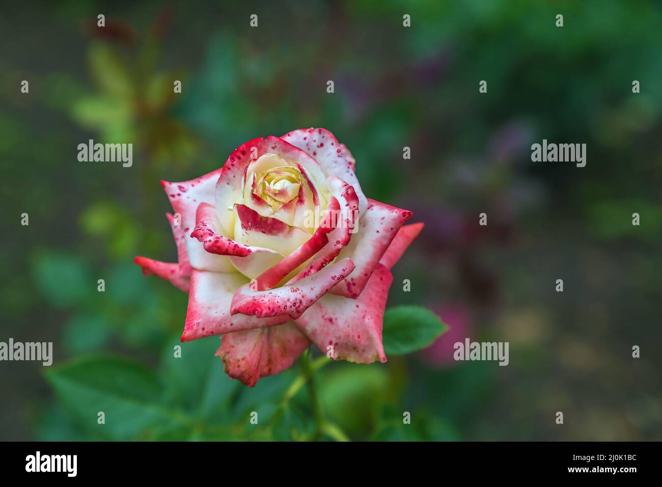 Summer rose hi-res stock photography and images - Alamy