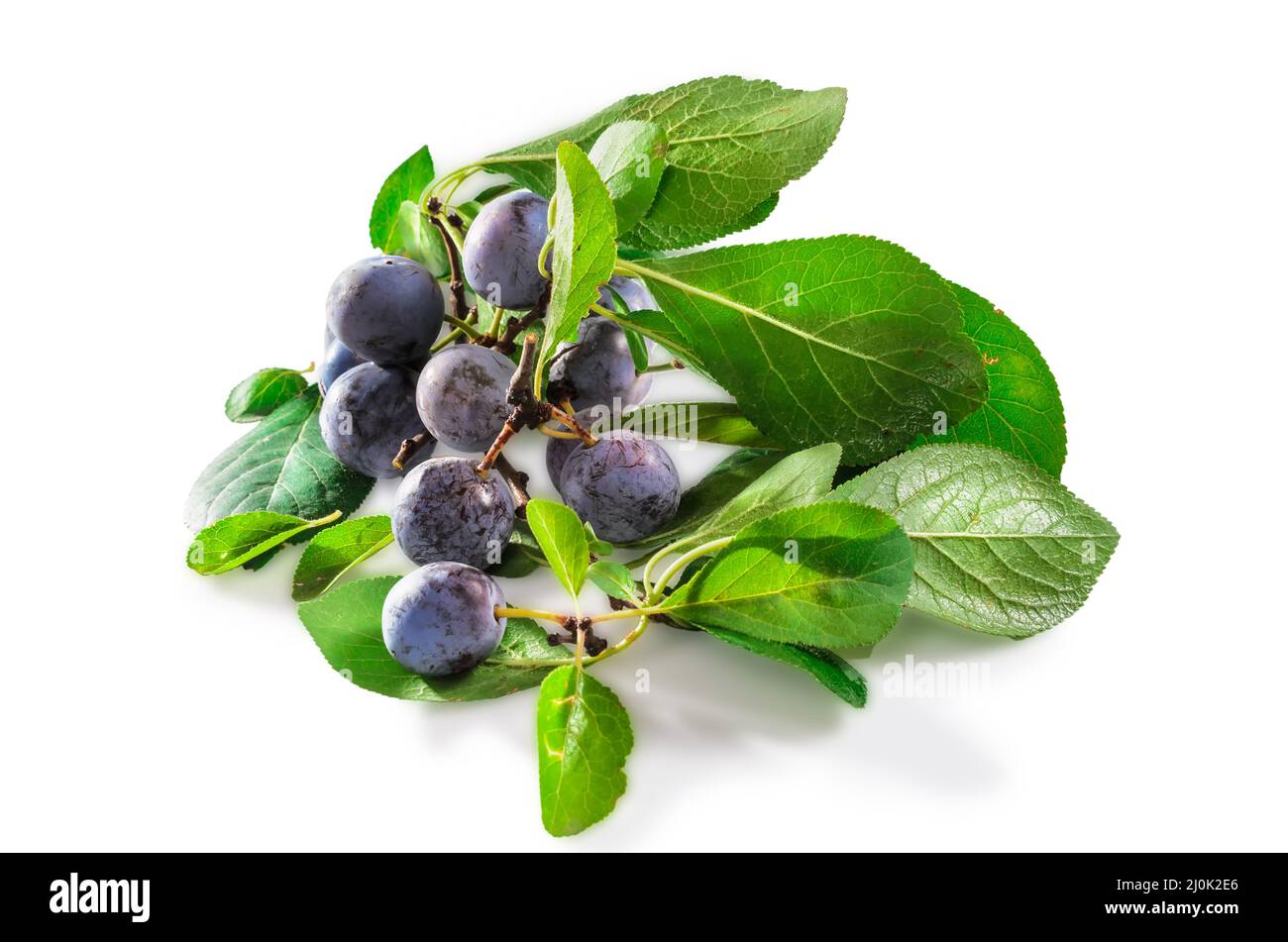 Ripe blackthorn fruit with leaves on a white background with soft shadow Stock Photo