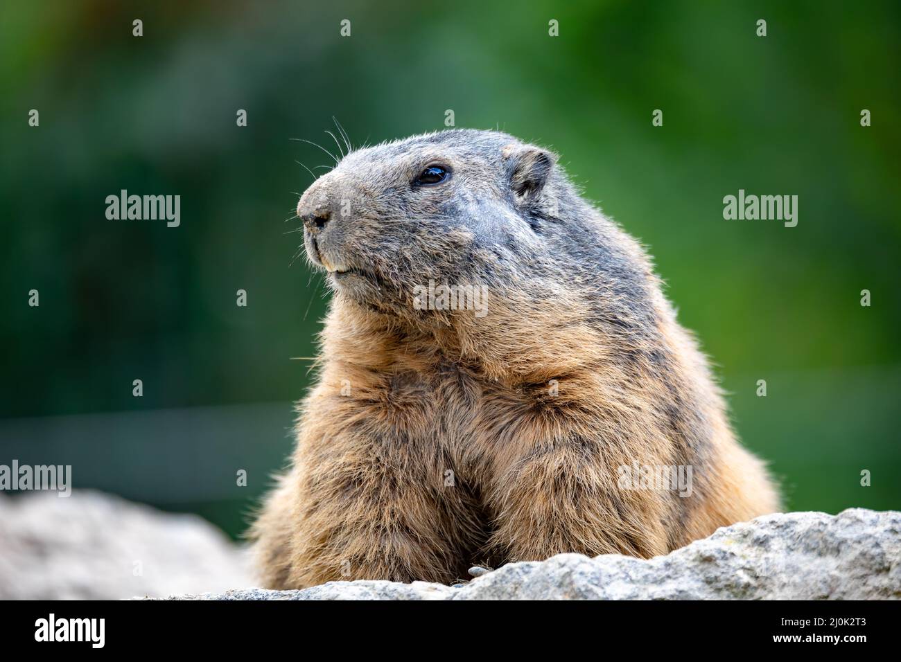 Alpine marmot European wildlife Stock Photo