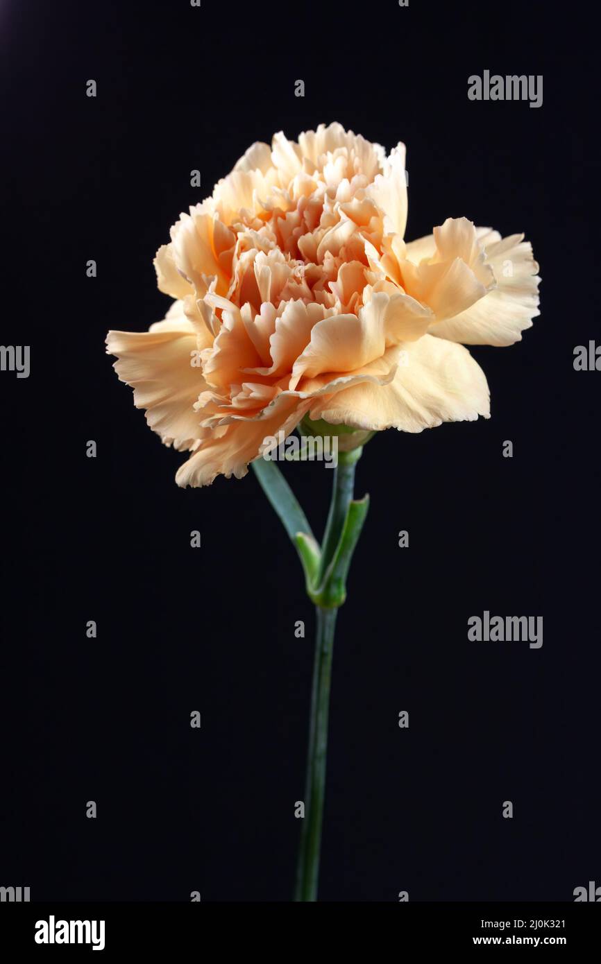 Vibrant crinkly orange Carnation against a black background Stock Photo