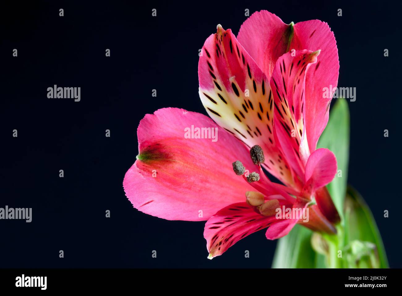 Vibrant red Freesia (Iridaceae) close-up against a dark background Stock Photo