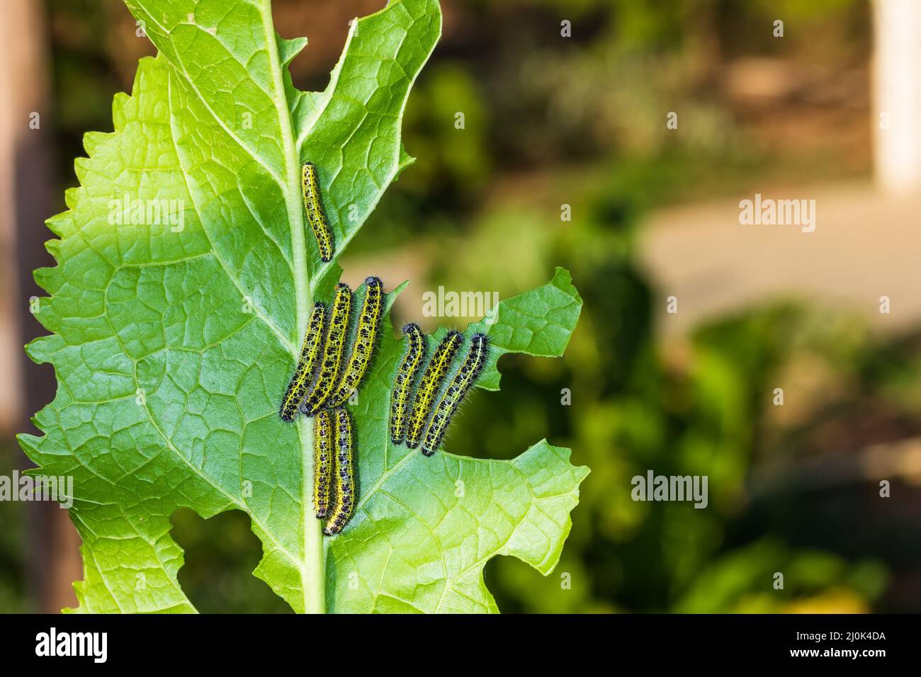 Caterpillars Pieris brassicae eat a green horseradish leaf Stock Photo