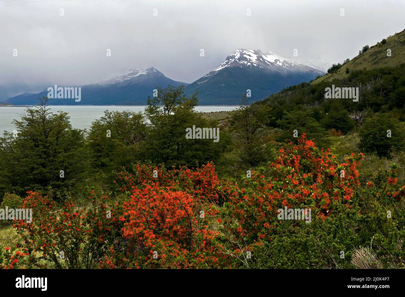 Chilean firetrees near Argentino Lake (Patagonia) Stock Photo