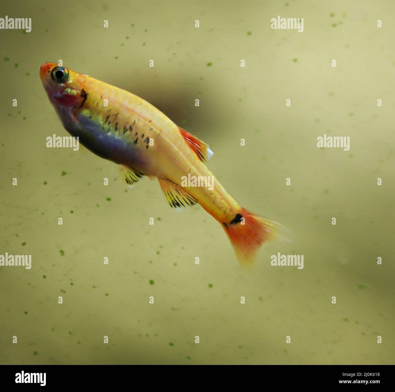 A tetra in a freshwater aquarium Stock Photo - Alamy