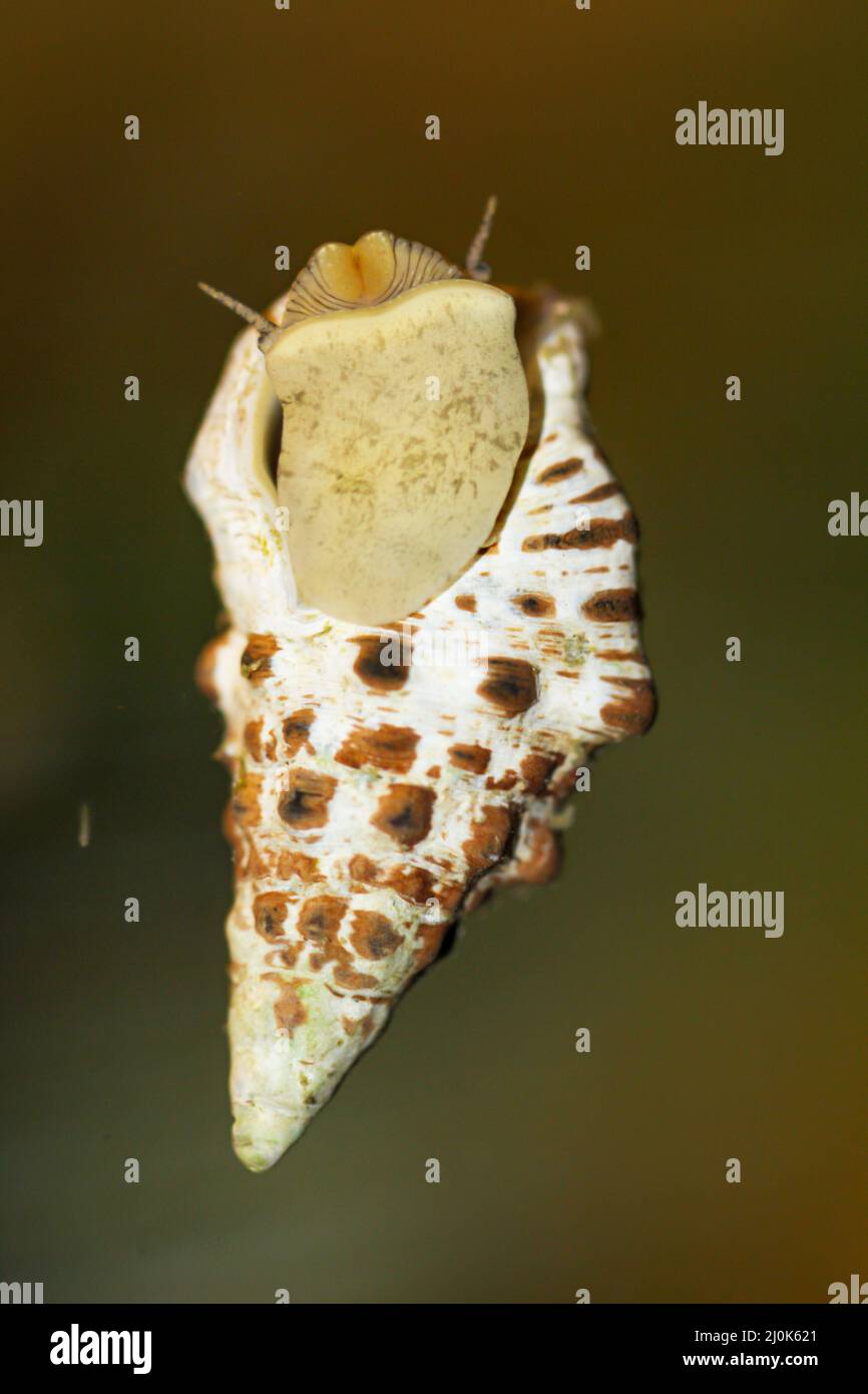 A sand conifer snail, Cerithium caeruleum, in a saltwater aquarium Stock Photo Alamy