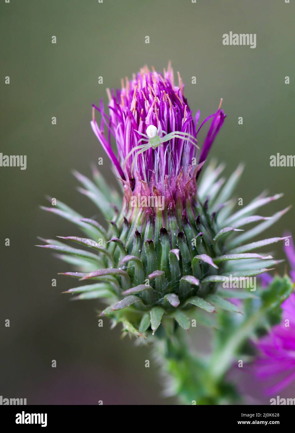 A mutable crab spider sits on a milk thistle. Stock Photo
