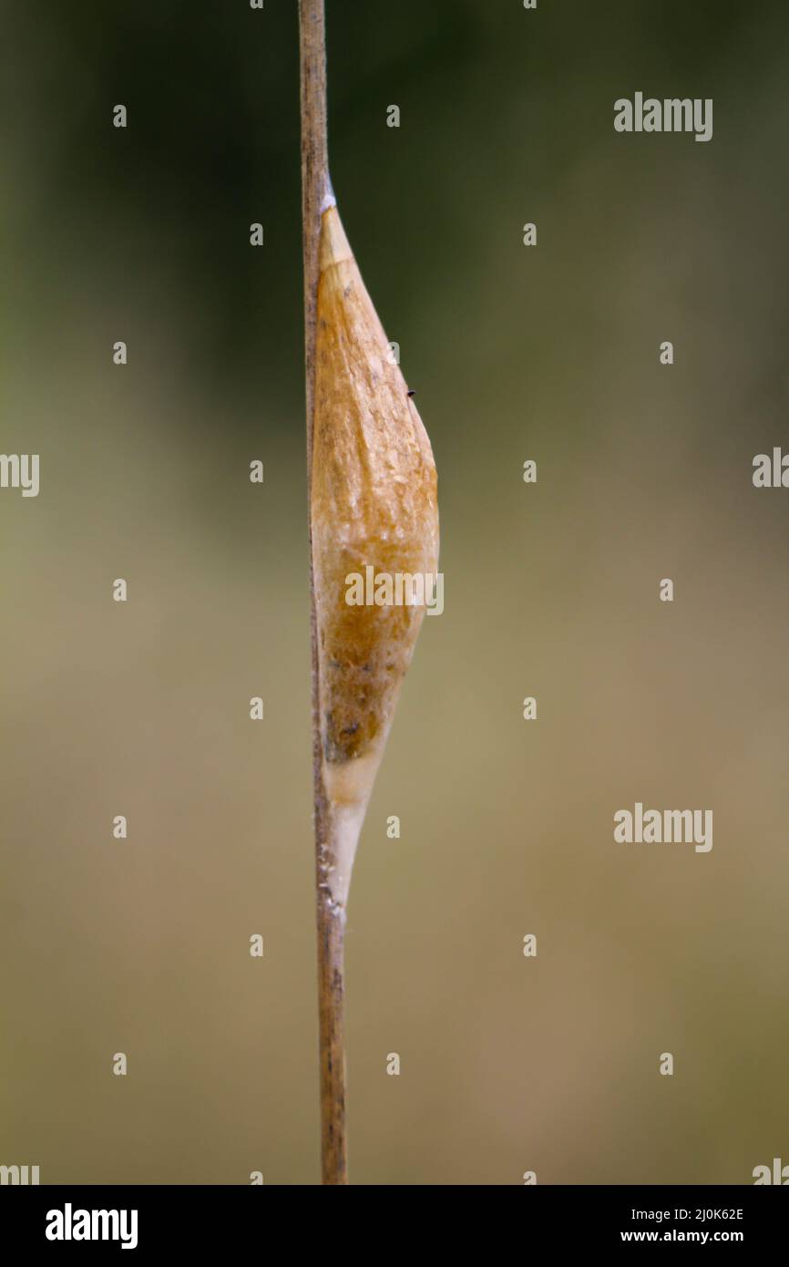 Pupa caterpillar hi-res stock photography and images - Alamy