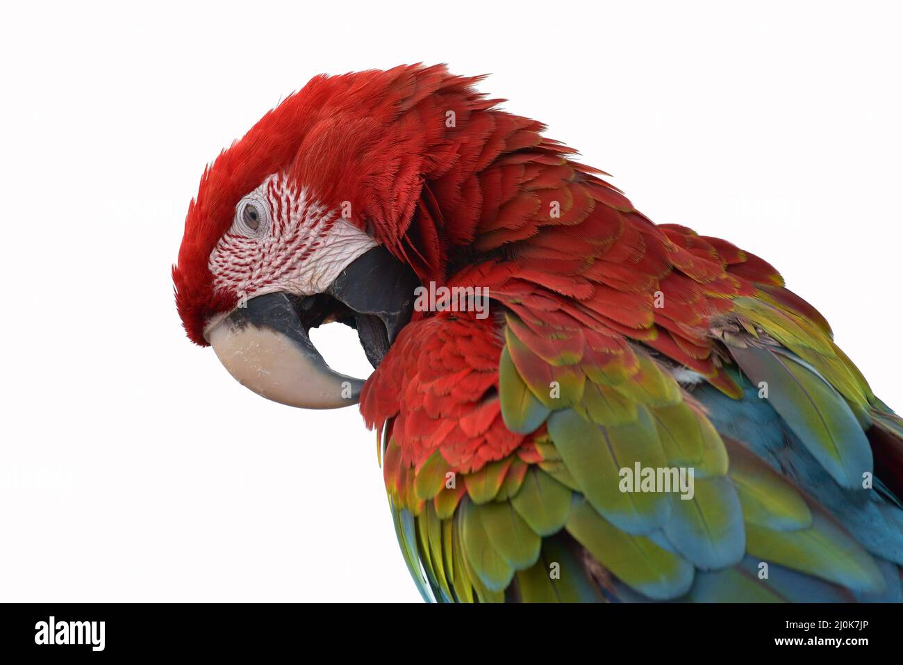 Close up photo of macaw parrots Stock Photo