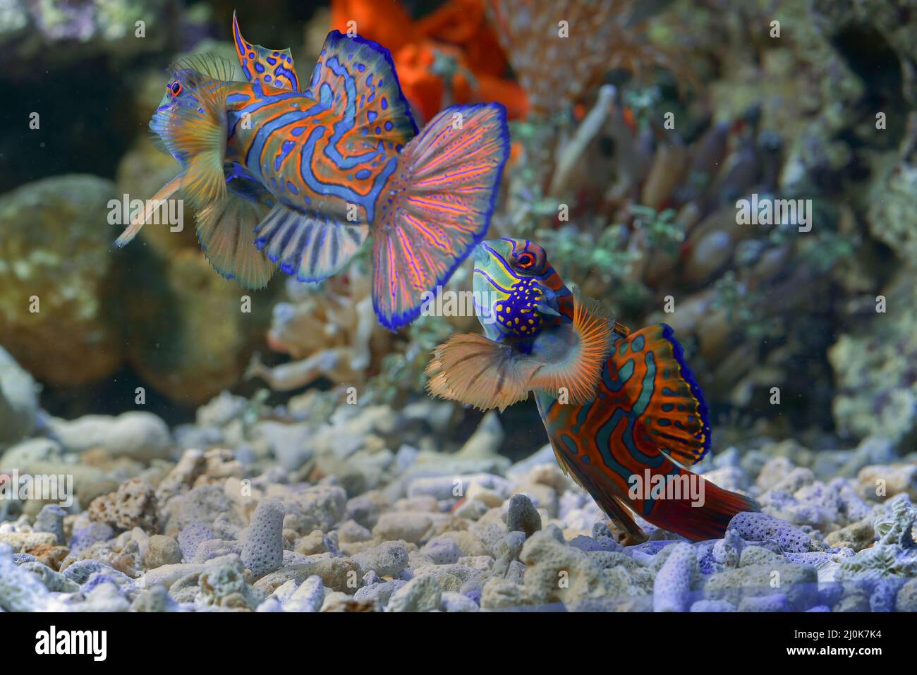 Mandarin fishes with coral background Stock Photo