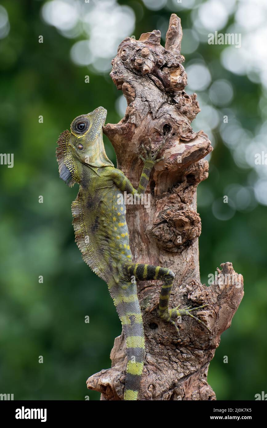 Angle head lizard ( Gonocephalus bornensis ) on tree trunk Stock Photo