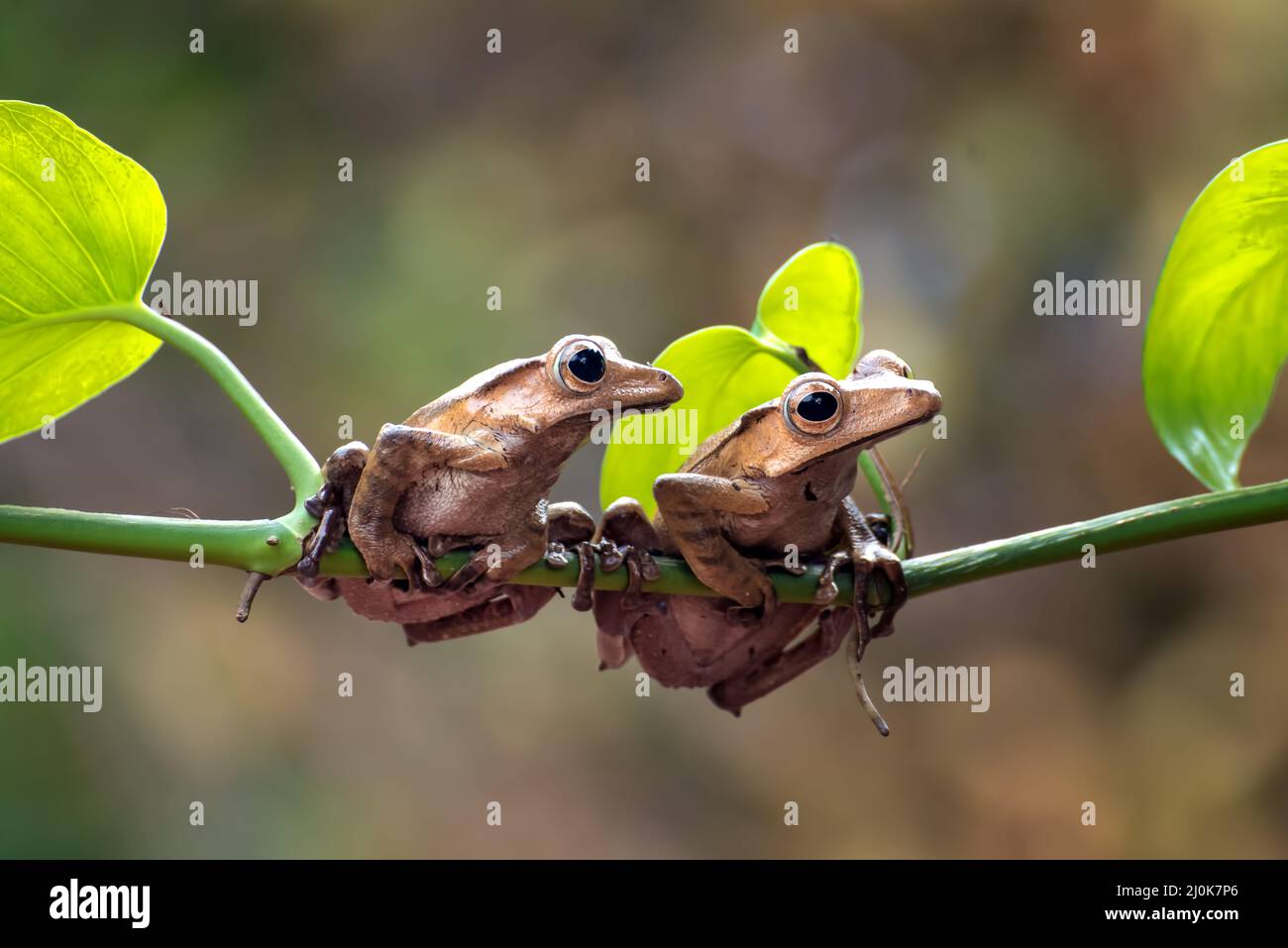 Javan tree frogs on a tree Stock Photo
