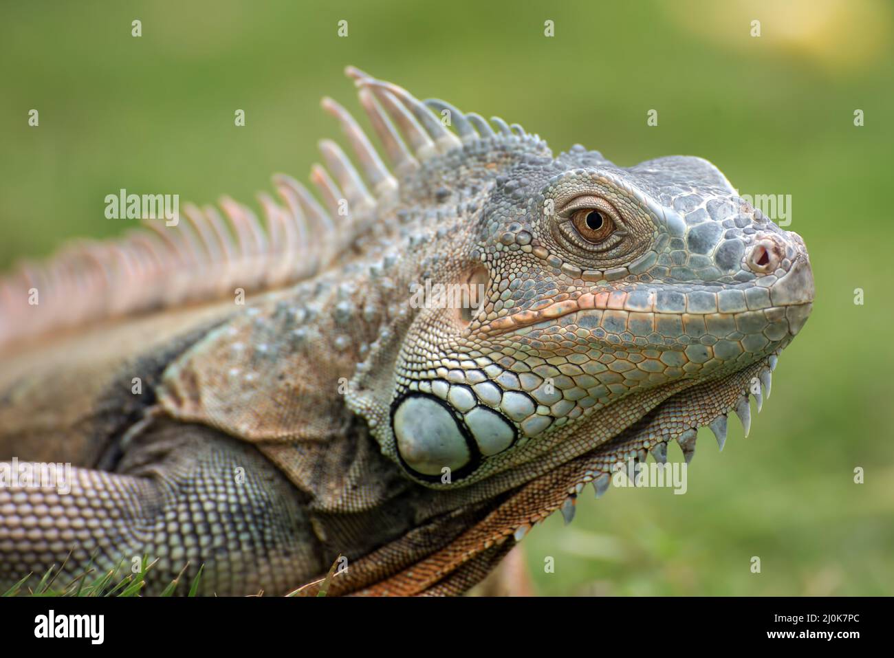 Big red iguana walking on the grass Stock Photo - Alamy