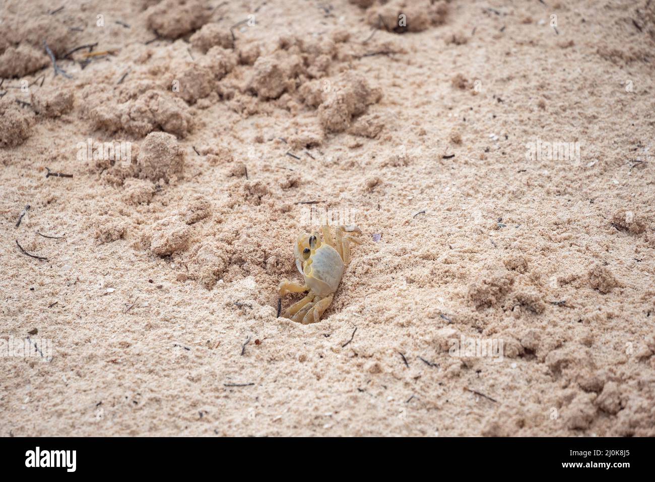 White Crab Digging out Sand to Make a Deeper Hole Stock Photo