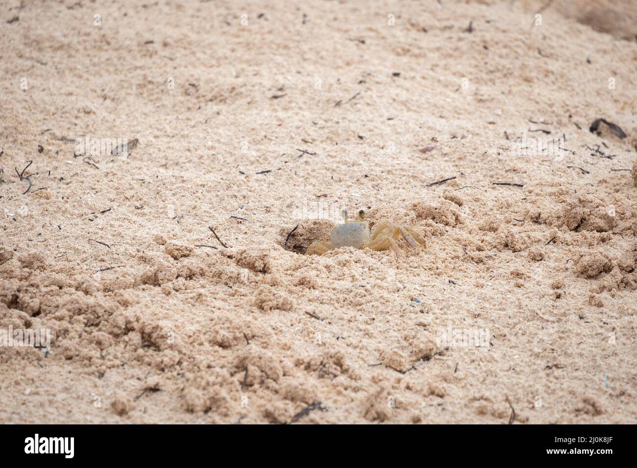 White Crab Digging out Sand to Make a Deeper Hole Stock Photo