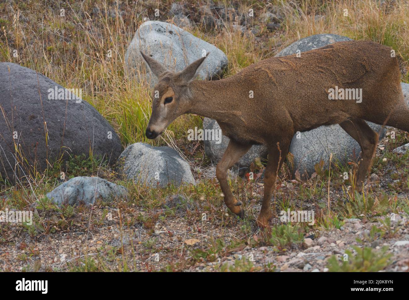 Fauna of chile hi-res stock photography and images - Alamy