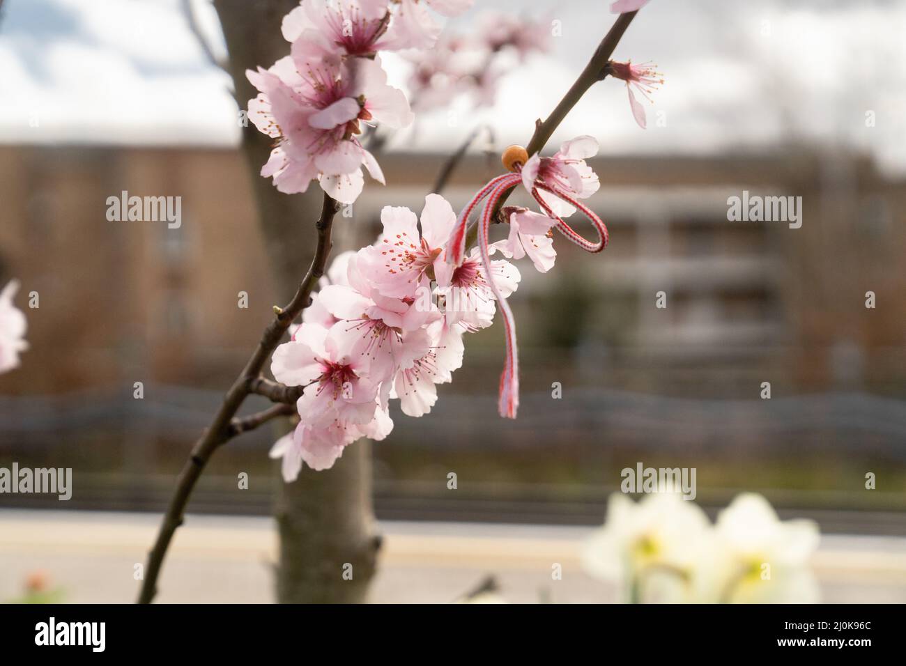 Cherry blossom, london, england Stock Photo
