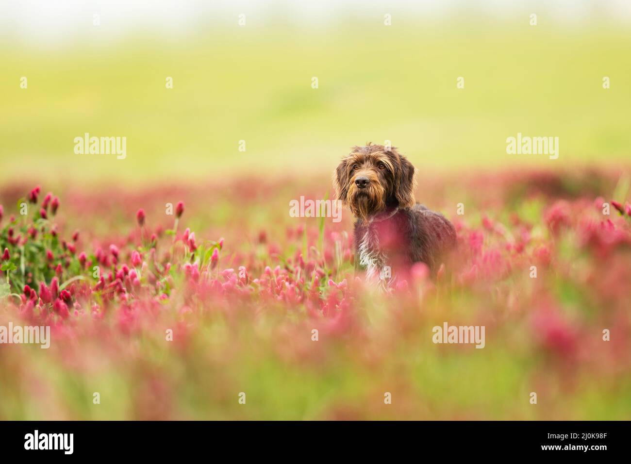 Rough-coated Bohemian Pointer is breed of versatile dog. Dog looking for catch in italian clover field. Help with hunt. Stock Photo