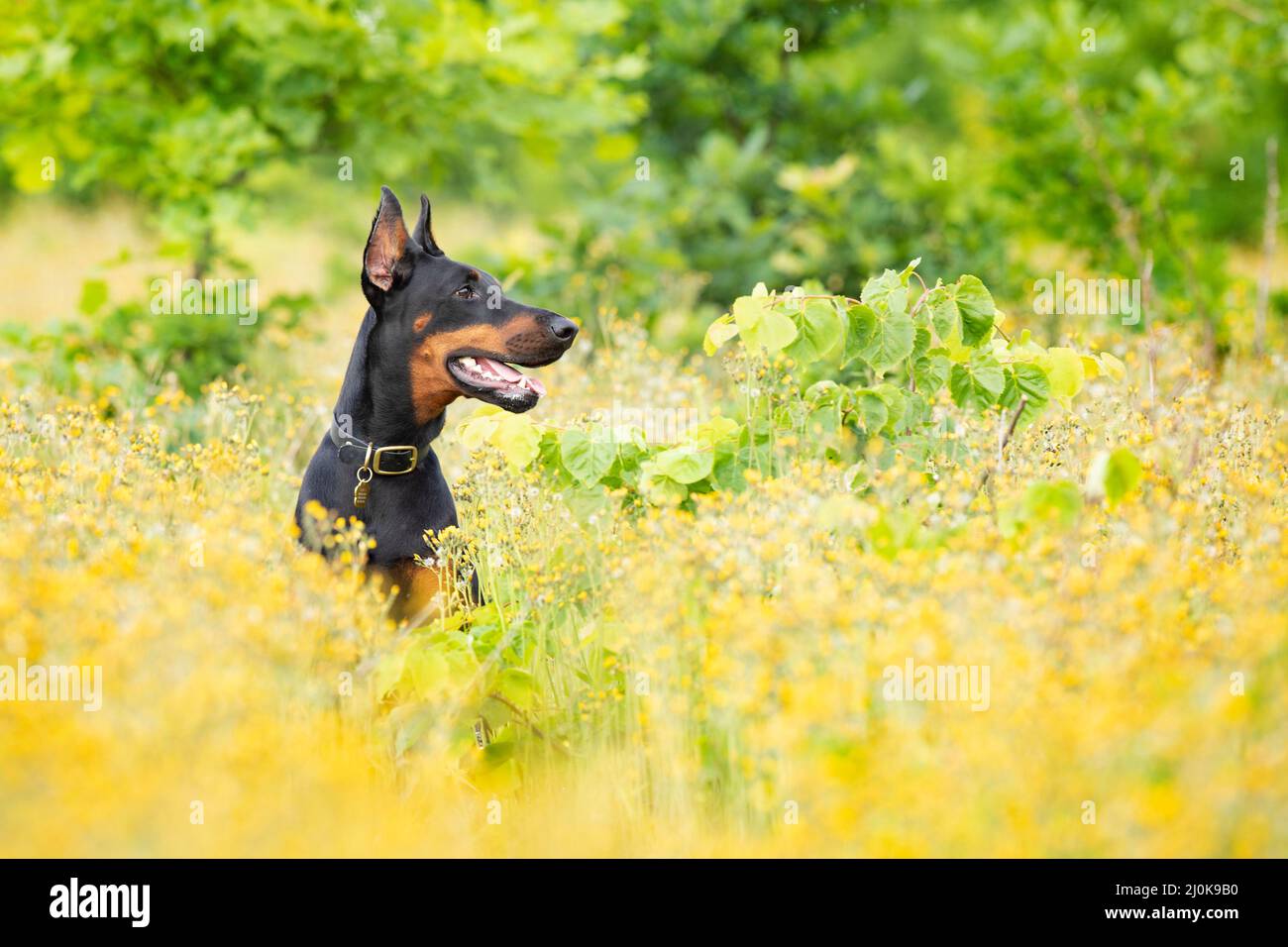 Portrait of dobermann pincher sitting in meadow with flowers in summer early morning Stock Photo