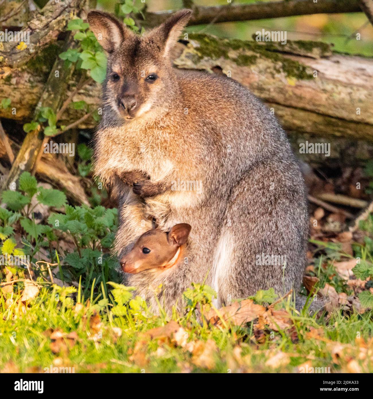 Bedfordshire, UK. 19th Mar, 2022. A red-necked wallaby (Notamacropus rufogriseus) joey curiously peeks out of its mother's pouch in the late afternoon sunshine. The animals roam freely within the confines of ZSL Whipsnade in Bedfordshire. Credit: Edler Images/Alamy Live News Stock Photo