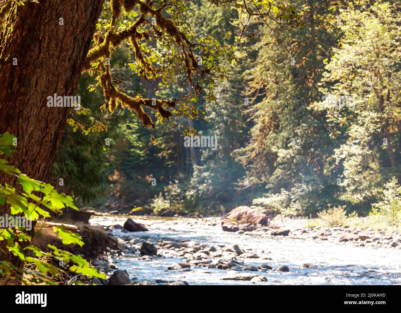 Lush forest hike hi-res stock photography and images - Alamy