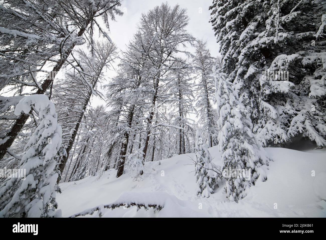 Beautiful winter landscape of snowy pine trees in the mountain forest ...