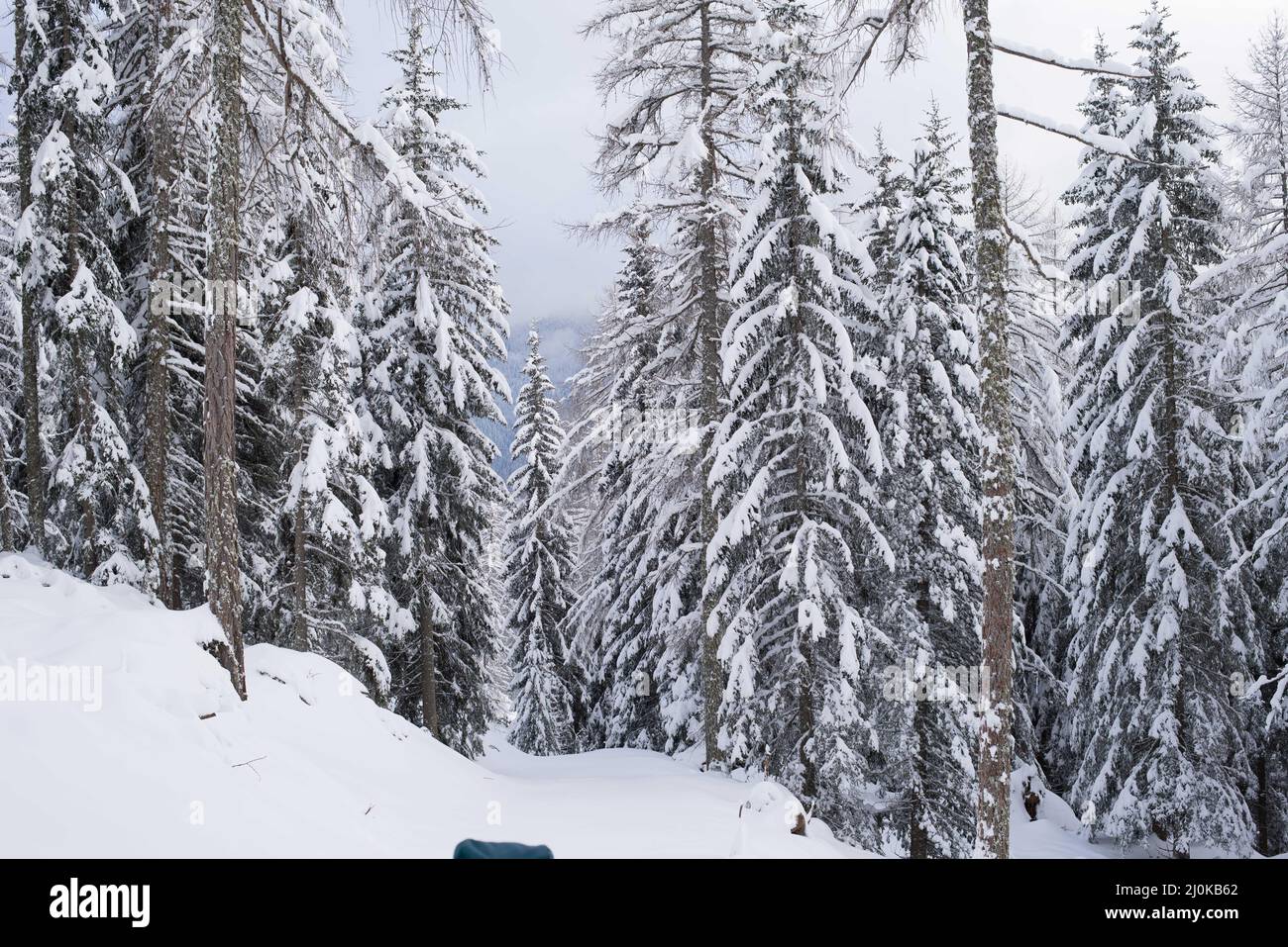 Beautiful winter landscape of snowy pine trees in the mountain forest ...