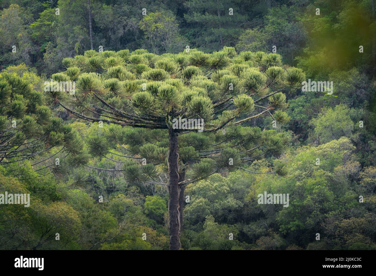 Parana Pine or Brazilian Pine - Araucaria Tree (Araucaria angustifolia) Stock Photo
