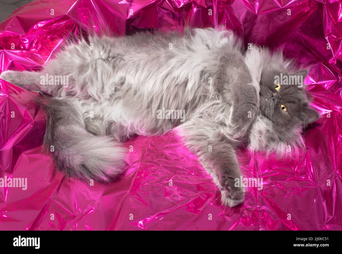 Cute fluffy long haired grey cat rolling around on shiny pink mylar. Stock Photo