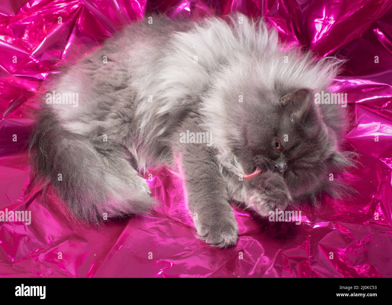 Cute fluffy long haired grey cat laying on shiny pink mylar licking his paw. Stock Photo