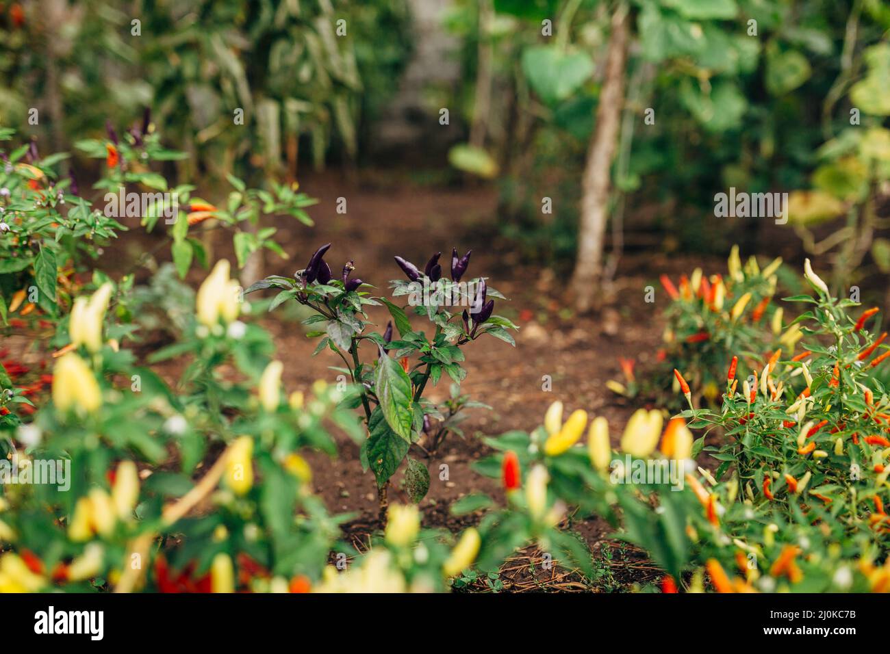 Hot masquerade peppers in the vegetable garden with red chili peppers on the background of green spaces. Stock Photo