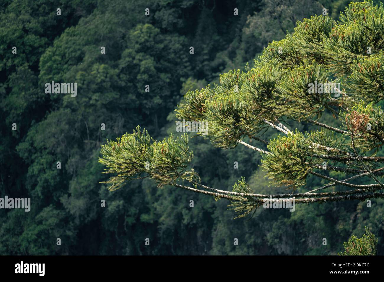 Parana Pine or Brazilian Pine - Araucaria Tree (Araucaria angustifolia) Stock Photo
