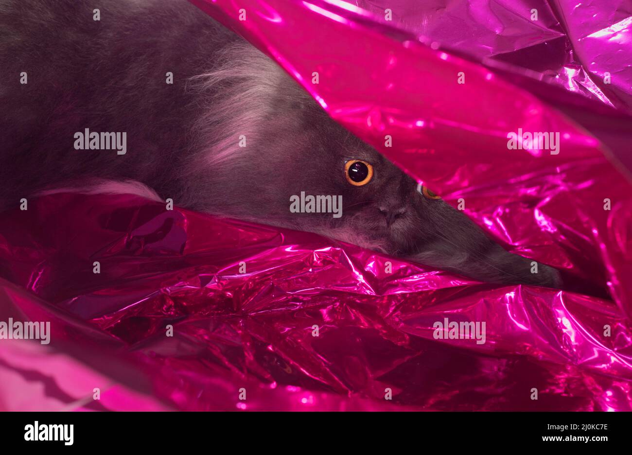 Funny long haired grey cat hiding underneath pink shiny mylar and peeking out. Stock Photo