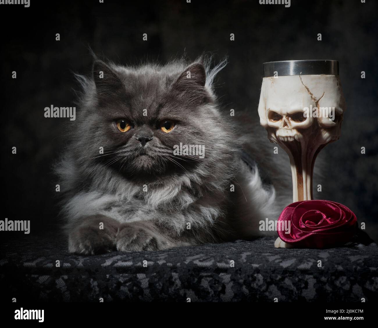 Adorably grumpy looking long haired grey cat posing with gothy props. Stock Photo