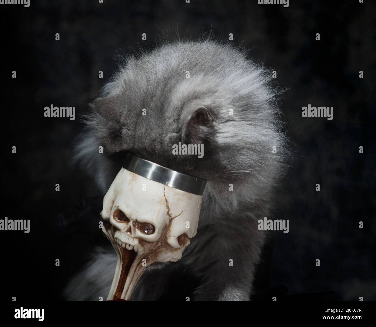 Long haired grey cat with his face in a skull goblet. Stock Photo