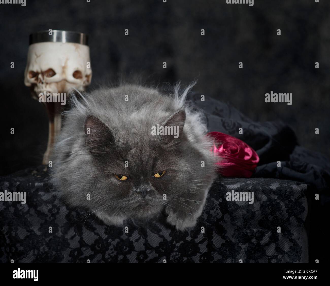 Adorably grumpy looking long haired grey cat posing with gothy props. Stock Photo