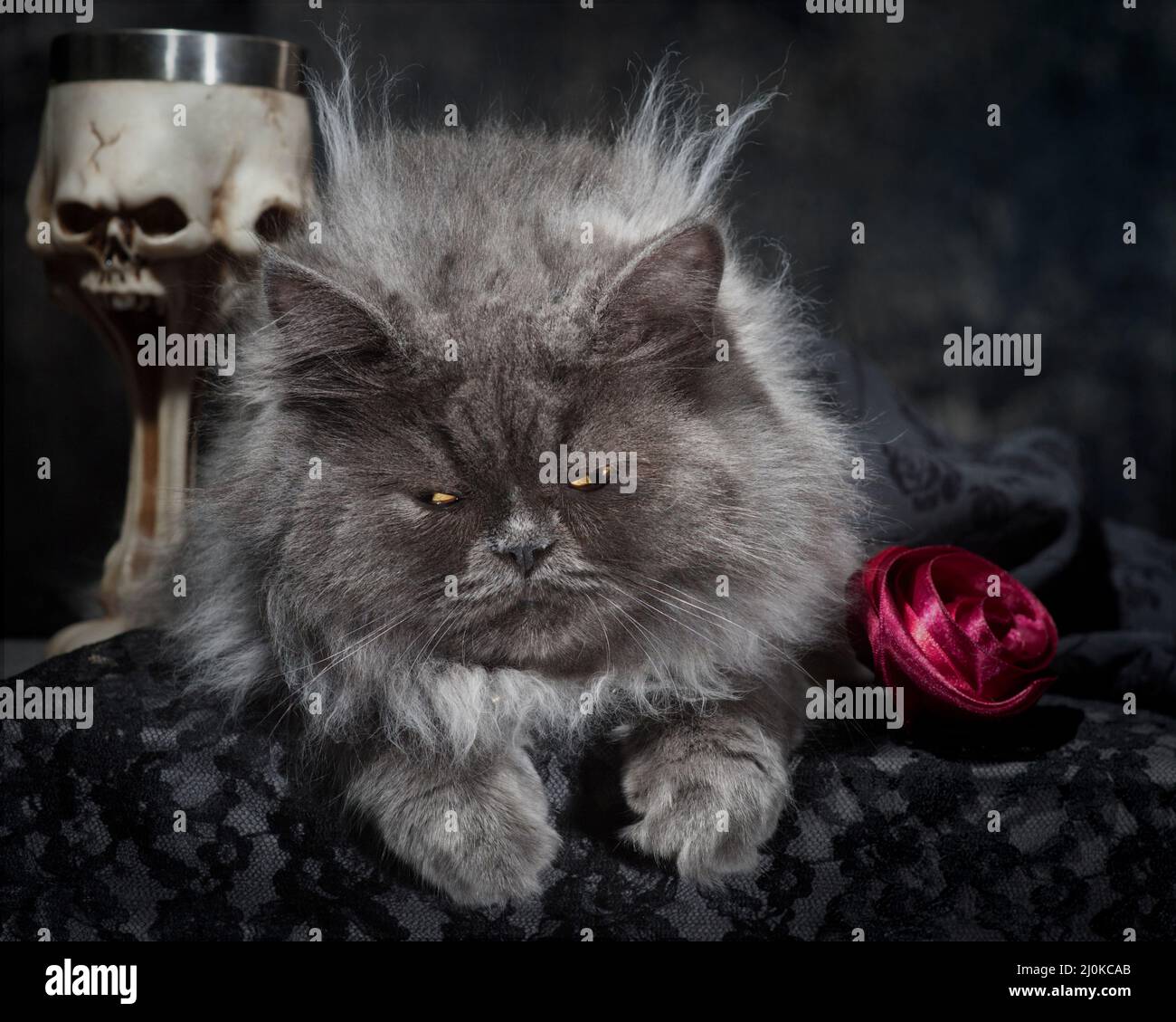 Adorably grumpy looking long haired grey cat posing with gothy props. Stock Photo