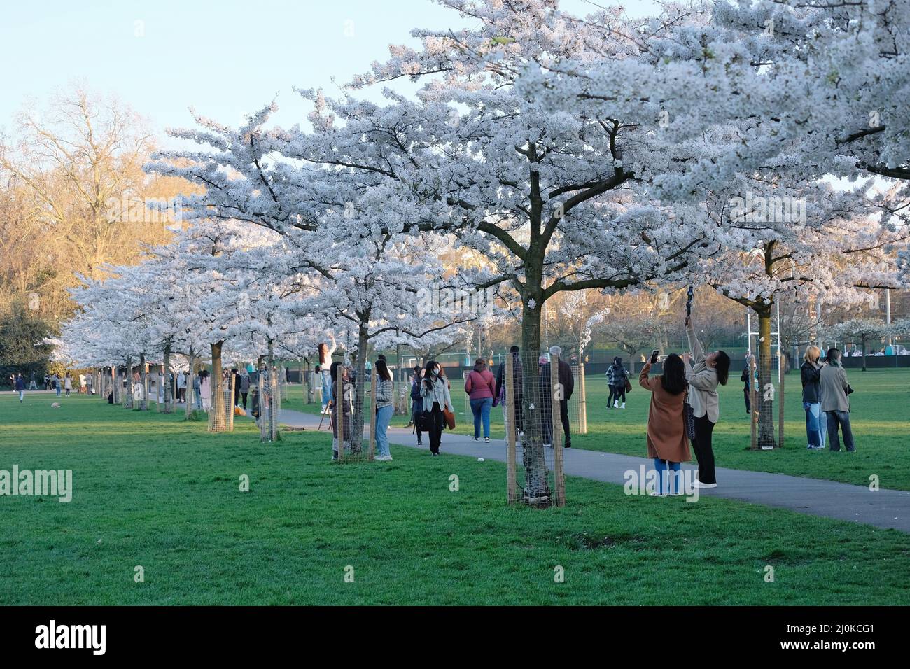 London, UK, 19th Mar, 2022. Visitors took photos and arranged photoshoots on a bright and sunny day as a cherry blossom-lined walk in Battersea Park comes into full bloom. Mainly East Asian people were visiting the area, with the blossom highly cherished in various nations, especially in Japan, where it is symbolic of spring and represents the fleeting nature of life since the flowers are short-lived. Credit: Eleventh Hour Photography/Alamy Live News Stock Photo