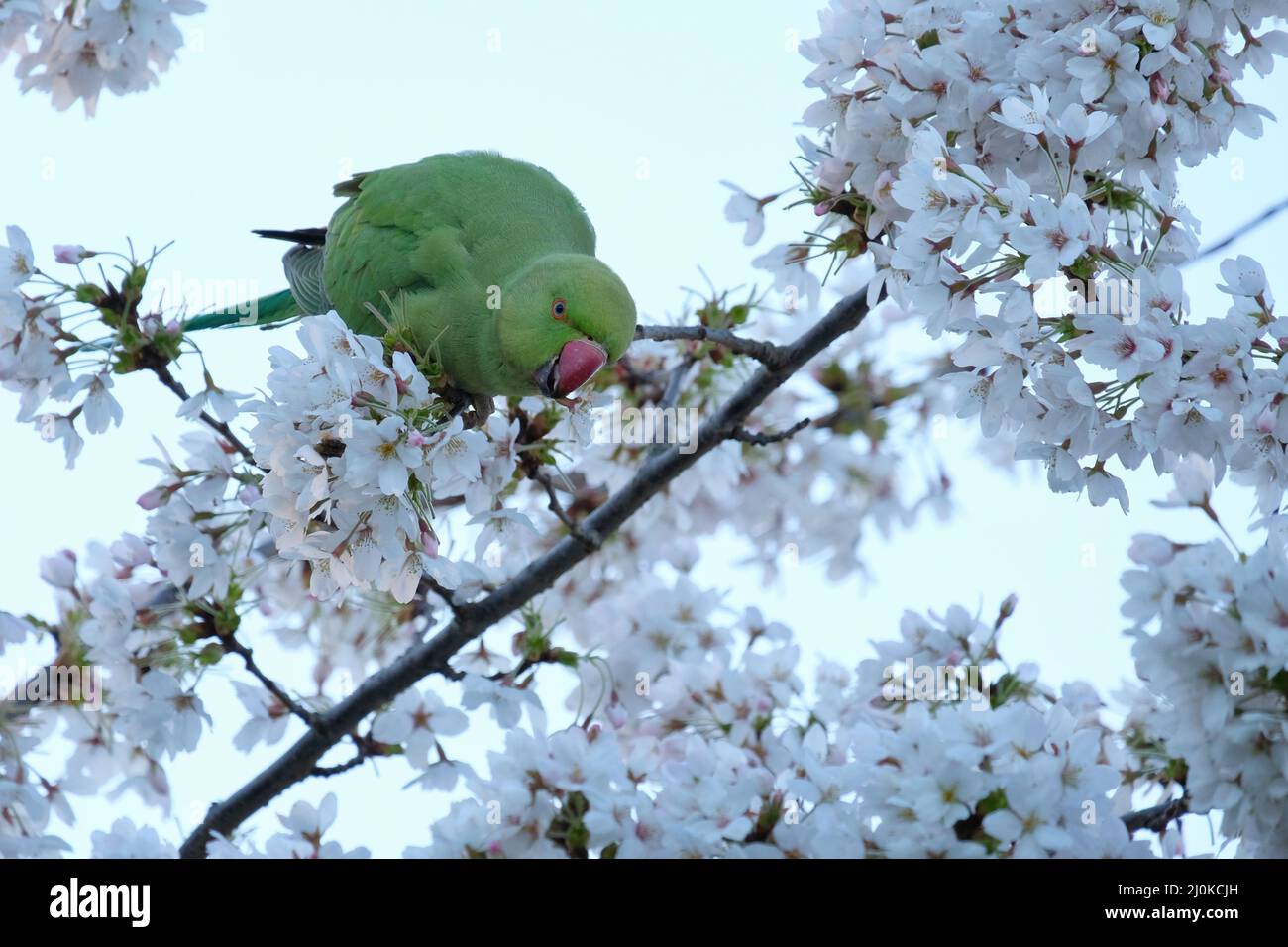 London, UK, 19th Mar, 2022.  A feral Ring Necked Parakeet (Psittacula krameri) feeds on cherry tree blossom, by biting off the flowers and extracting the nectar from its base. The birds are capable of stripping branches of blossom in a short amount of time. Credit: Eleventh Hour Photography/Alamy Live News Stock Photo